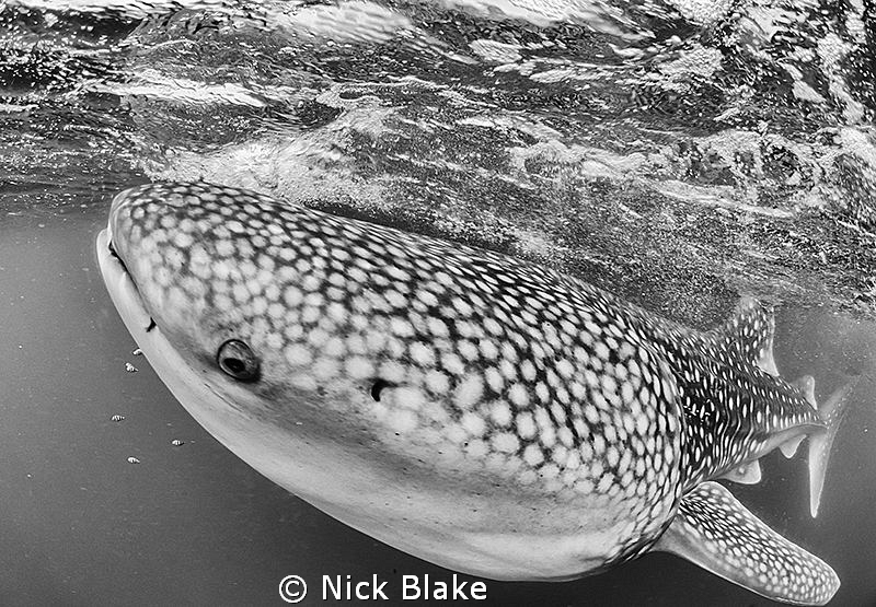 Whaleshark, Bay of Tadjourah, Djibouti.
Nikon 10.5mm fis... by Nick Blake 