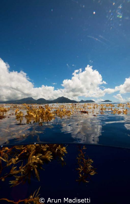 Sargassum and skyline by Arun Madisetti 