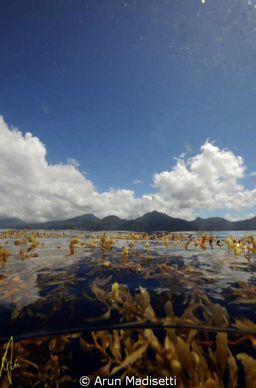 Sargassum and skyline by Arun Madisetti 