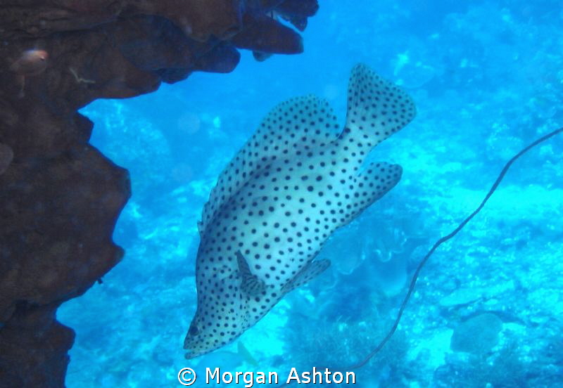 Barramundi Cod. Raja Ampat. by Morgan Ashton 