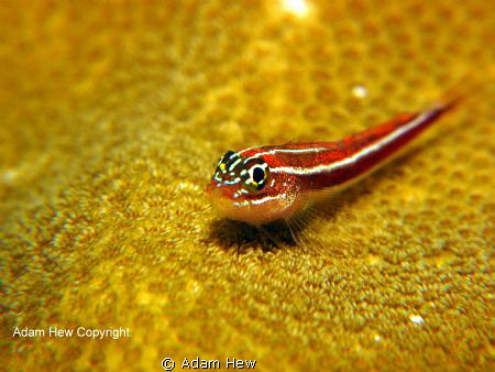 Enjoying my carpet. by Adam Hew 
