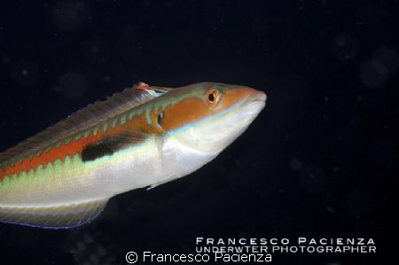 Donzella, male. by Francesco Pacienza 