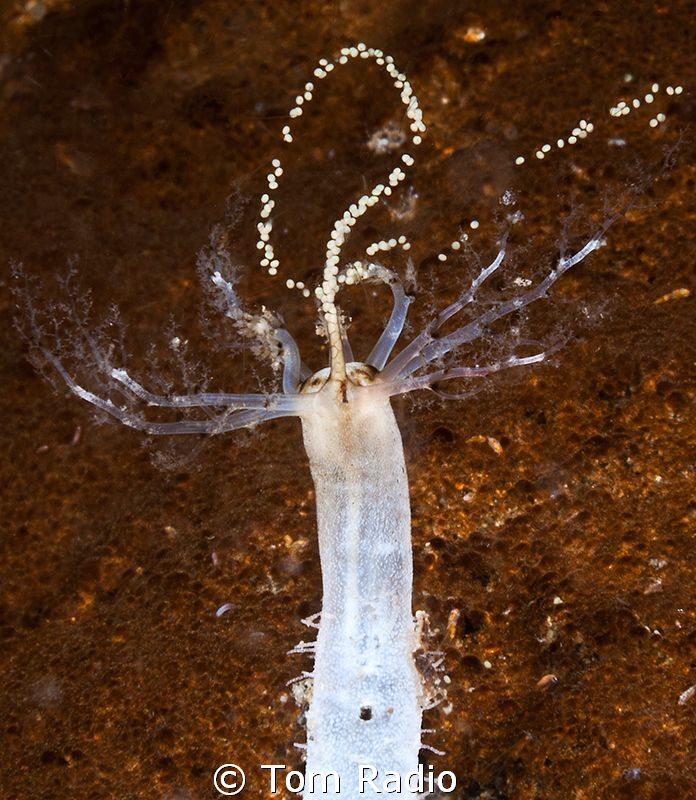 Sea Cucumber releasing eggs
Seattle, WA, U.S.A. by Tom Radio 