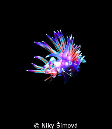 Nudibranch by Niky Šímová 
