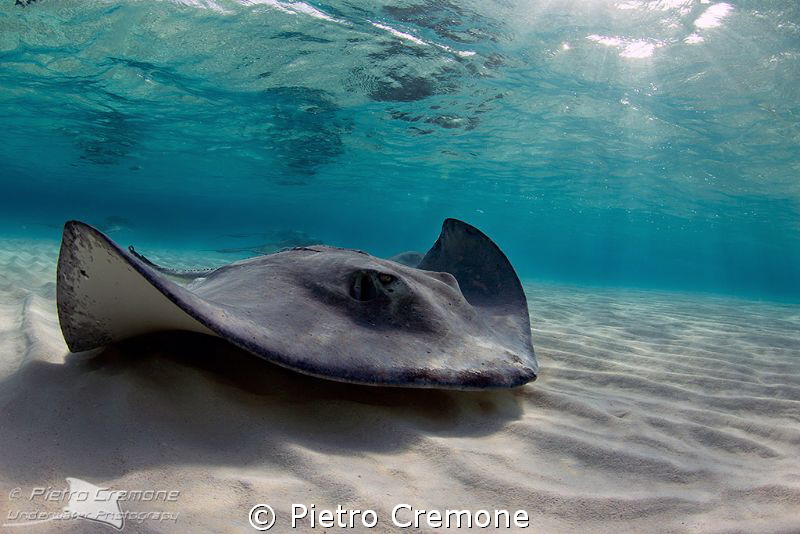 Southern stingray by Pietro Cremone 