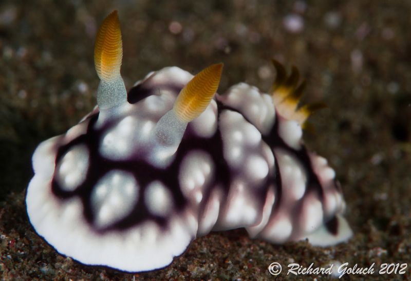 Geometric Cromodoris-Weda Bay Halmahera by Richard Goluch 