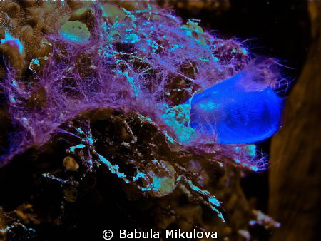 dream by Babula Mikulova 