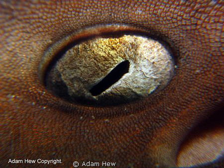 Wicked eye. by Adam Hew 