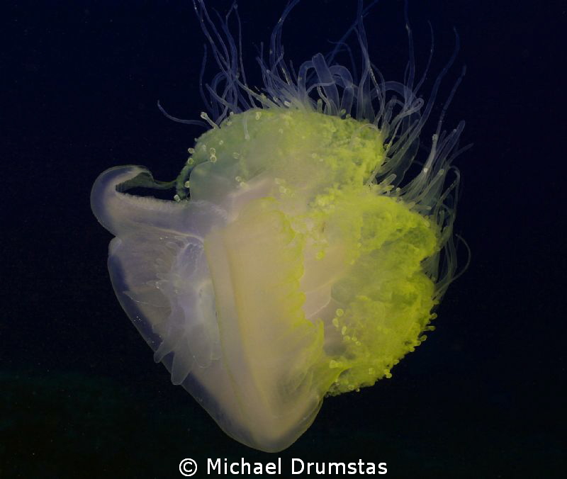 Floating by Michael Drumstas 