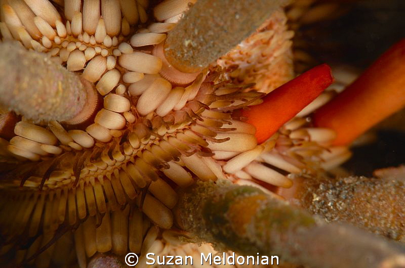 Pencil Urchin close up. by Suzan Meldonian 