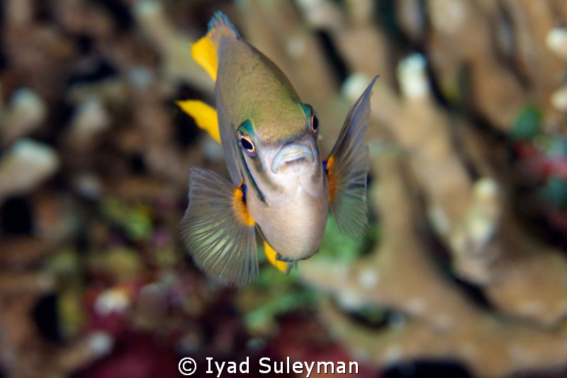 Fish portrait by Iyad Suleyman 