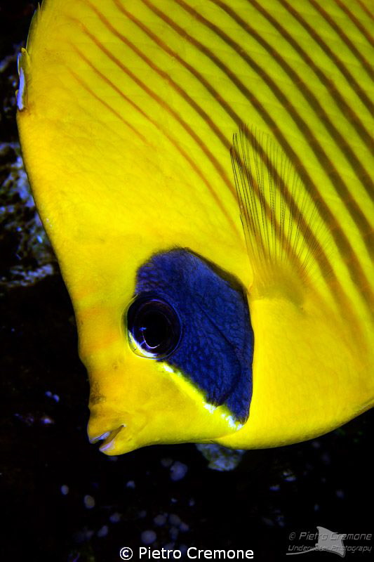 Masked butterflyfish by Pietro Cremone 