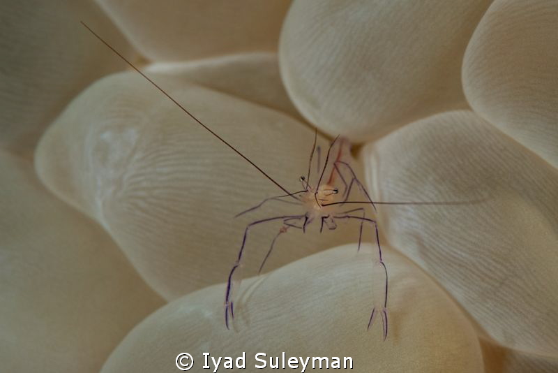Shadow of claw
Bubble coral shrimp taken with snoot by Iyad Suleyman 
