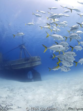 Andy does the Kittiwake
While Andy was taking a picture ... by Ellen Cuylaerts 