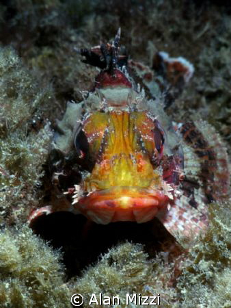 Scorpionfish by Alan Mizzi 