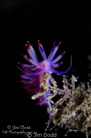 A Flabellina rubrolineata standing up to be counted (and ... by Jim Dodd 