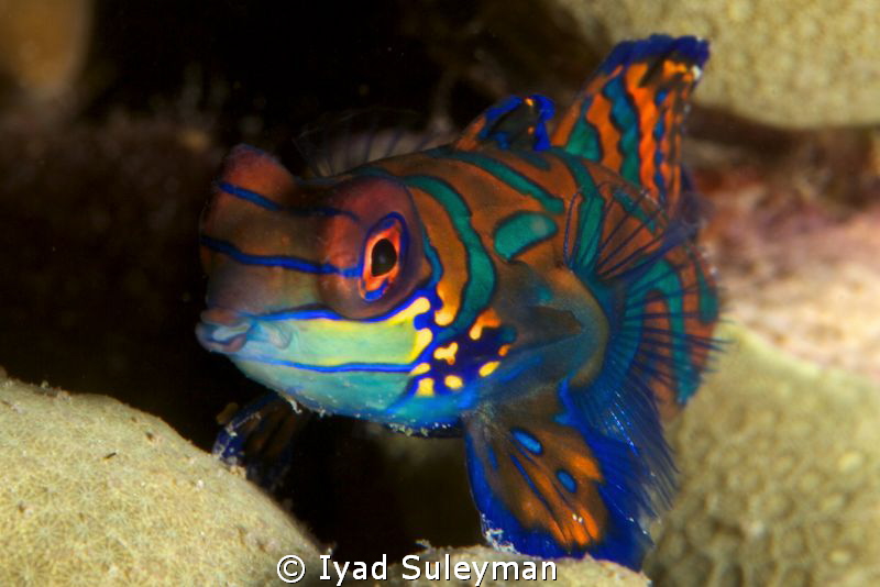 Mandarinfish by Iyad Suleyman 