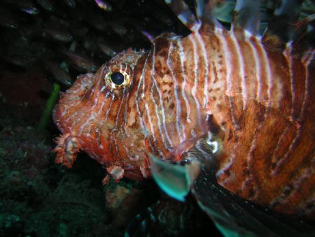 Lionfish hanging about as they do in the Indian Ocean off... by Paul Sedory 