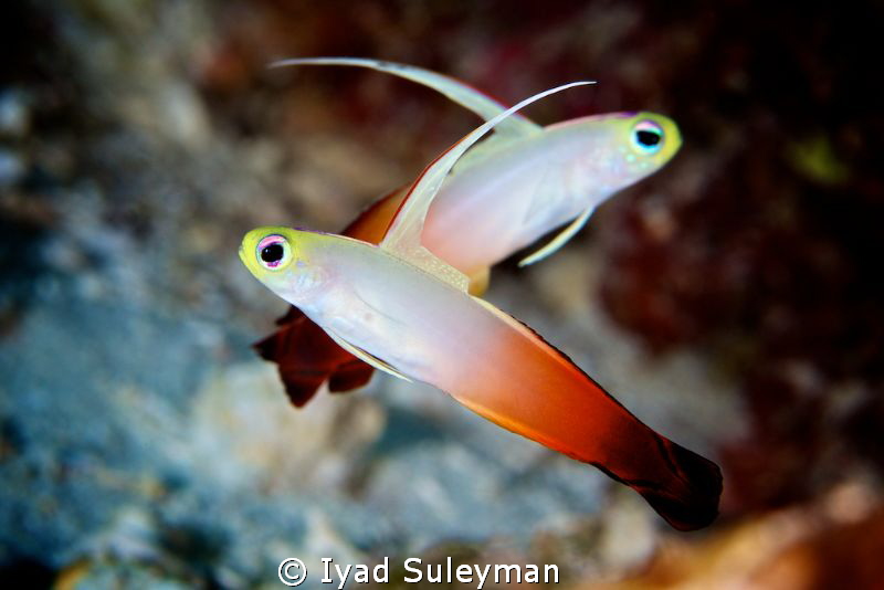 Red fire goby by Iyad Suleyman 
