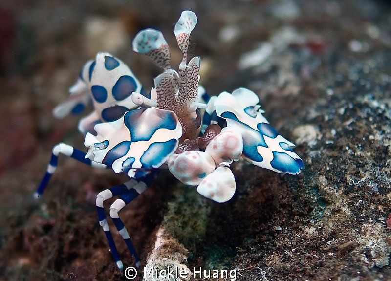 Harlequin Shrimp
Seraya Bali by Mickle Huang 