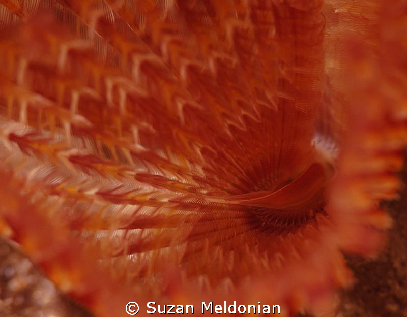 A splash of color as a feather unfolds. by Suzan Meldonian 
