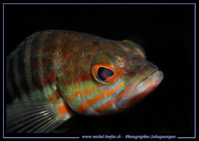 The look of a Comber... :O)... by Michel Lonfat 