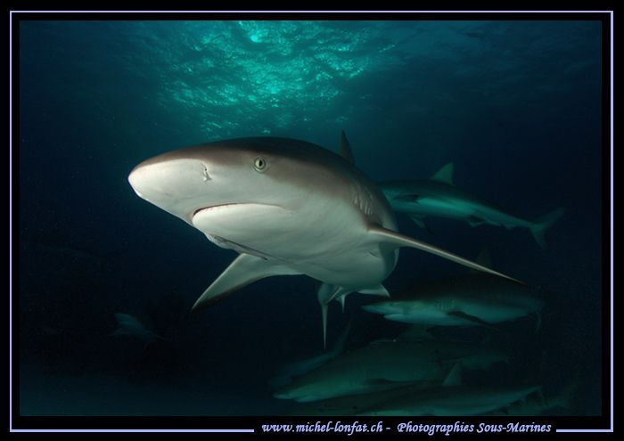 Reef Sharks.... :O)... by Michel Lonfat 