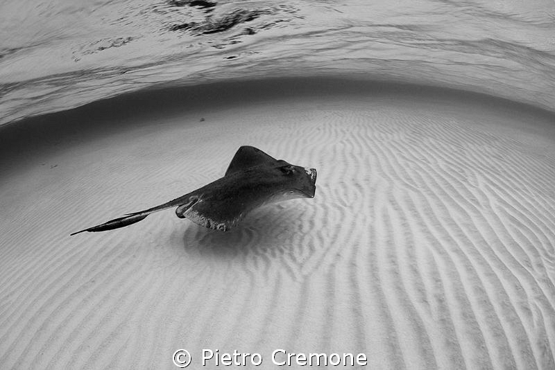 Alone in the sand by Pietro Cremone 