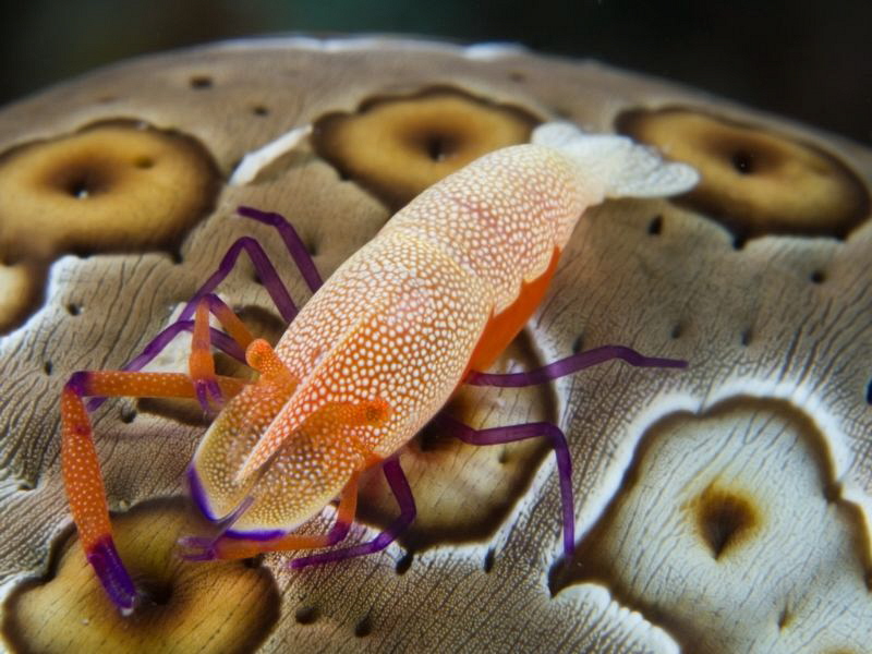 Periclemenes imperator (uncropped) by Alex Varani 