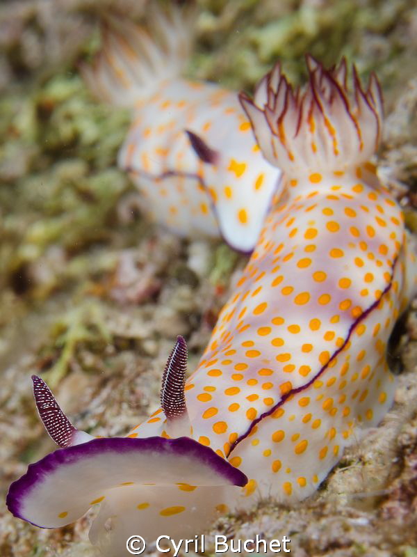 nudibranchia race... shot with 60mm, f/20, 1/200s by Cyril Buchet 