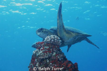 Small turtle hovering over coral. by Ralph Turre 