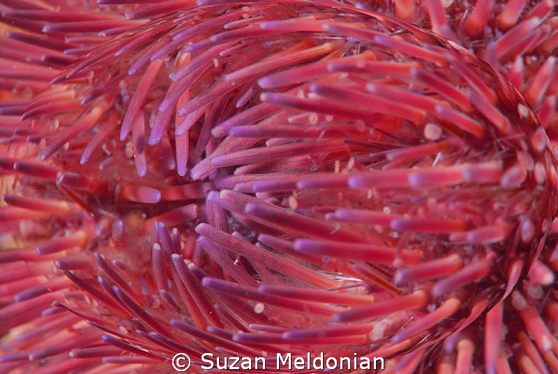 Urchin Globe, as the wind folds down, high 5 knot wind. by Suzan Meldonian 