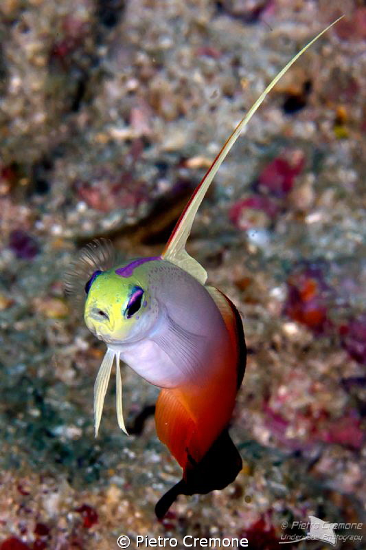 What do you want??? by Pietro Cremone 