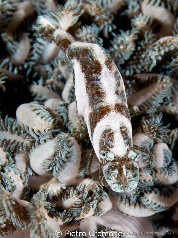Commensal shrimp by Pietro Cremone 