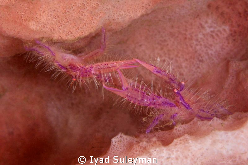 Fighting of two hair squat lobsters for area. by Iyad Suleyman 