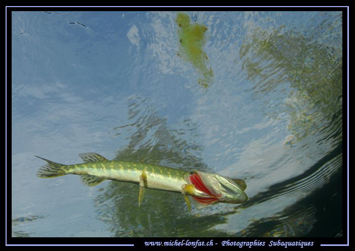 Young Pike Fish jawning close to the surface... :O)... by Michel Lonfat 