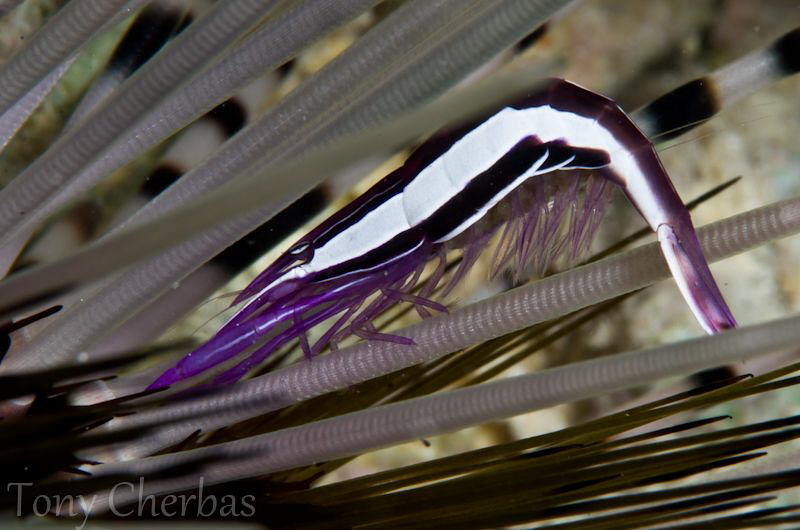 Urchin Shrimp with Eggs by Tony Cherbas 