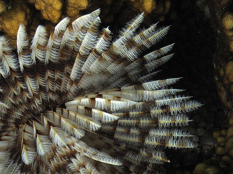 annelid gill plume by Chris Krambeck 