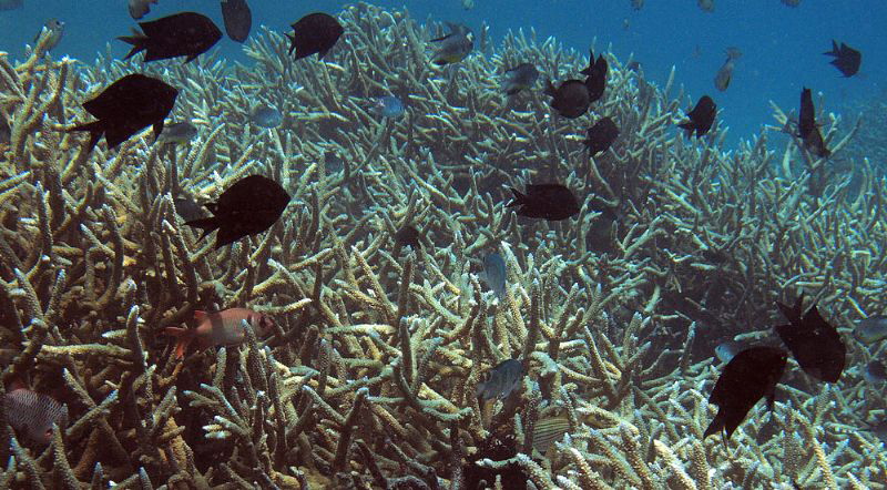atop coral forest by Chris Krambeck 