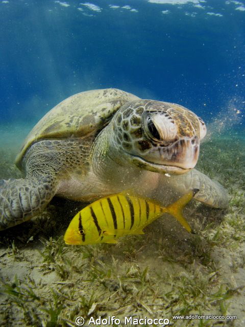 Green turtle @ Naama bay by Adolfo Maciocco 