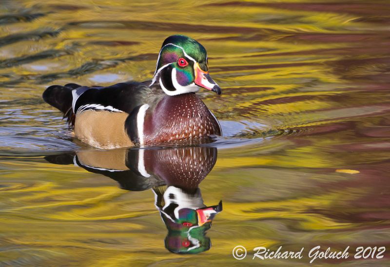 Wood Duck Drake reflection-Colorado by Richard Goluch 