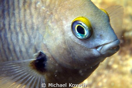 Cocoa Damselfish on the Fish Camp Rocks off the beach in ... by Michael Kovach 