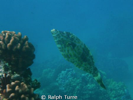 Scrawled Filefish posing by coral head. by Ralph Turre 
