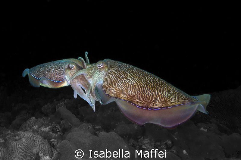 "THE MATING" by Isabella Maffei 