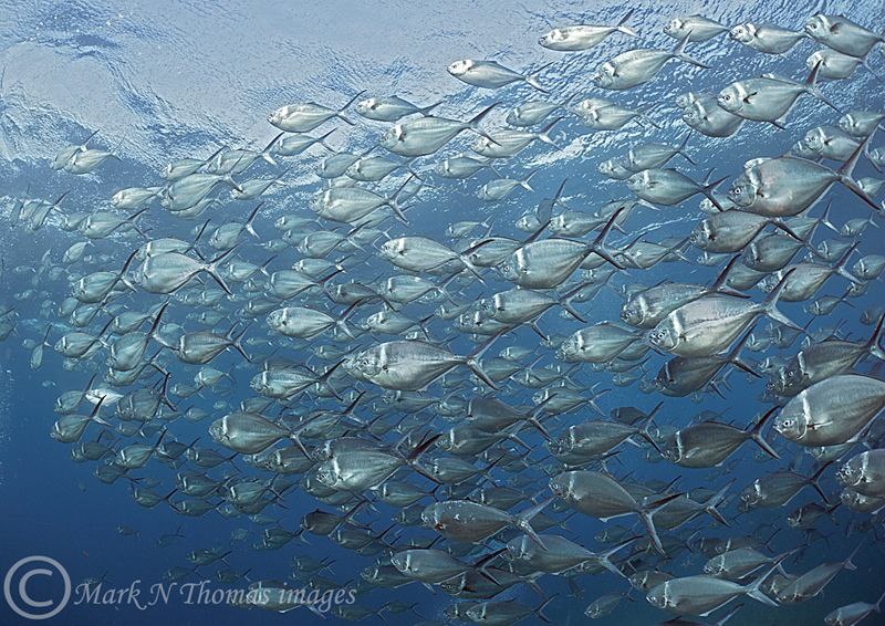 Steel Pompano.
Cabo Pearce, Isla Socorro. by Mark Thomas 