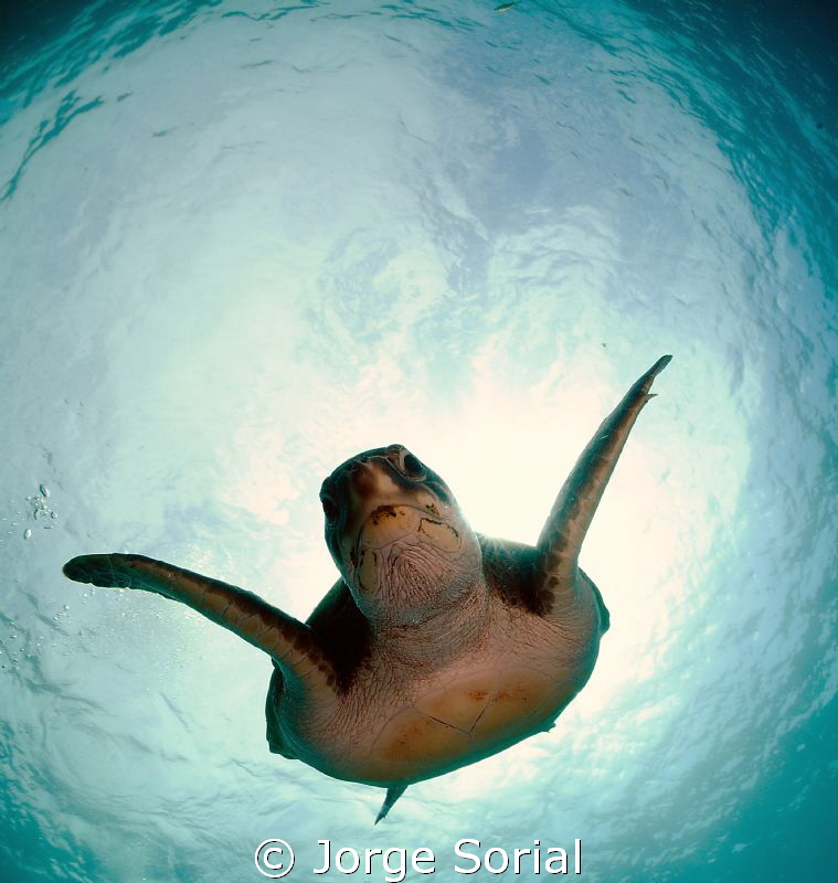 Friendly green turtle in Adeje, Tenerife. by Jorge Sorial 