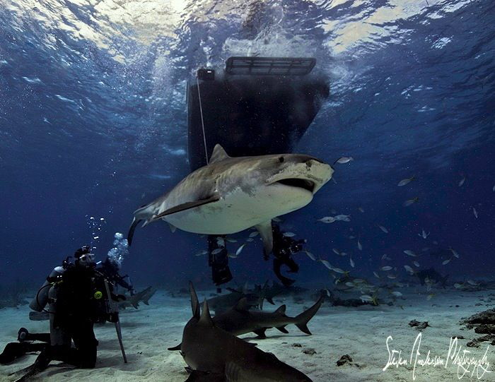 The parade at Tiger Beach begins below the Shearwater. by Steven Anderson 