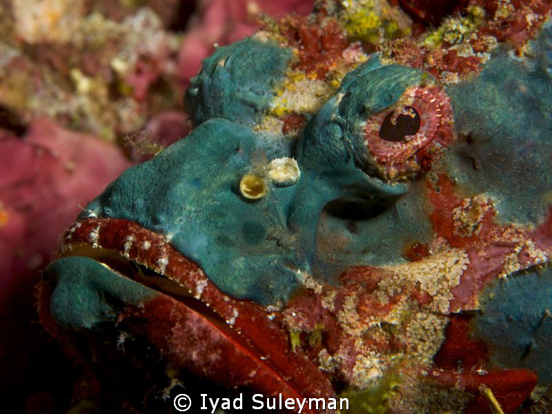 Scorpionfish by Iyad Suleyman 
