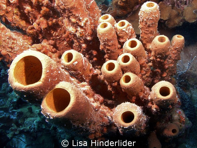 Holes-  A different perspective of tube sponges from the top by Lisa Hinderlider 