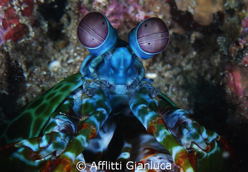 eyes..... by Afflitti Gianluca 